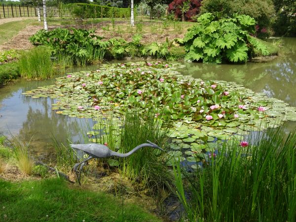 Pond