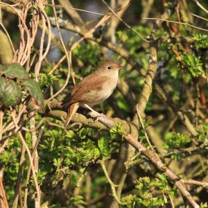 nightingale 025