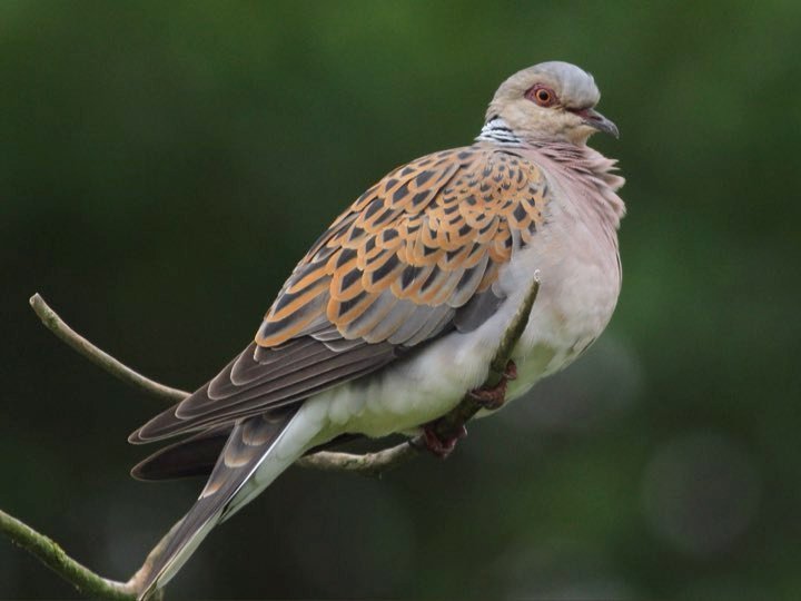 Turtle Dove